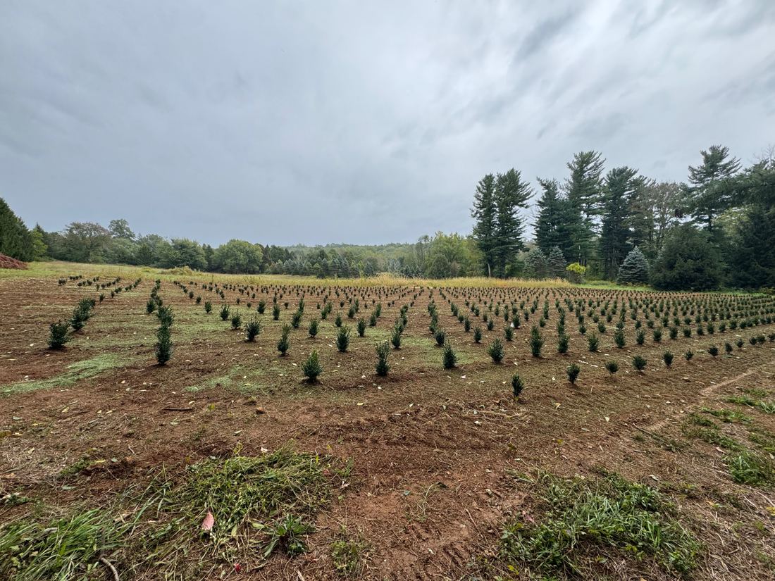 Rows of young boxwood shrubs planted across the northeast field, with a stand of mature evergreens along the far edge