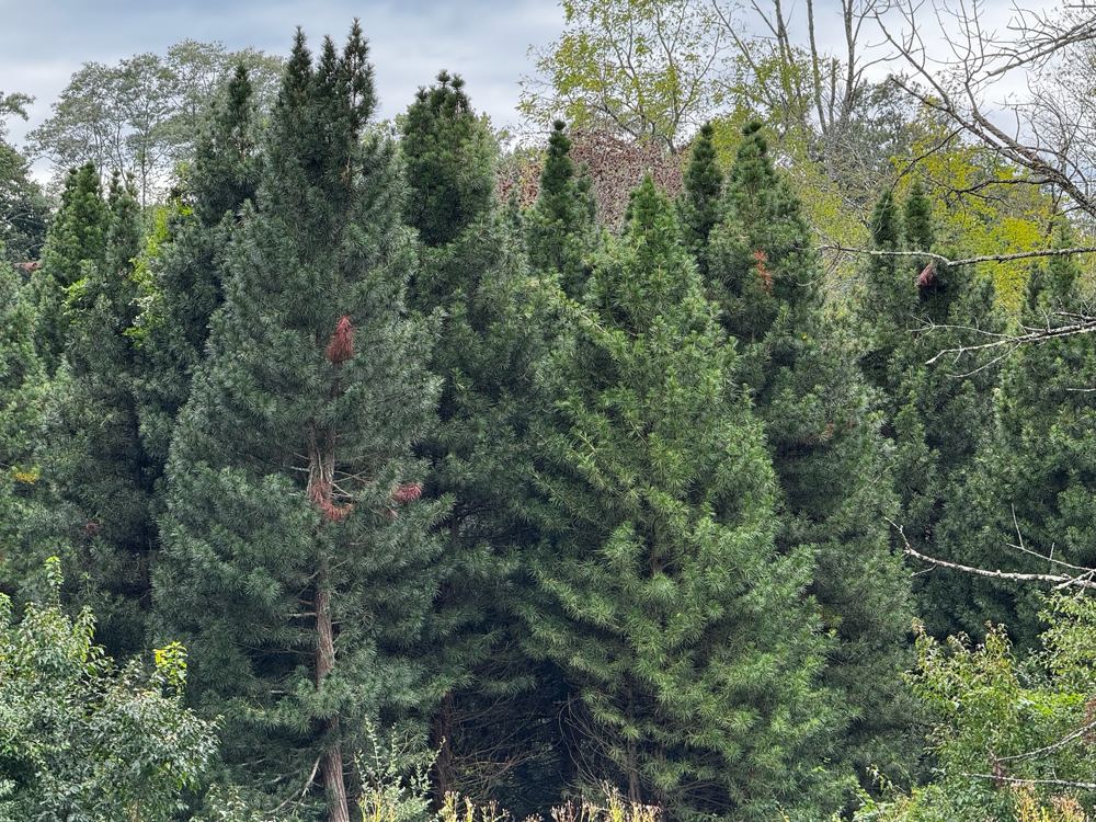 A dense stand of mature Japanese Umbrella Pines in the center grove, their tapered green crowns rising against a cloudy sky