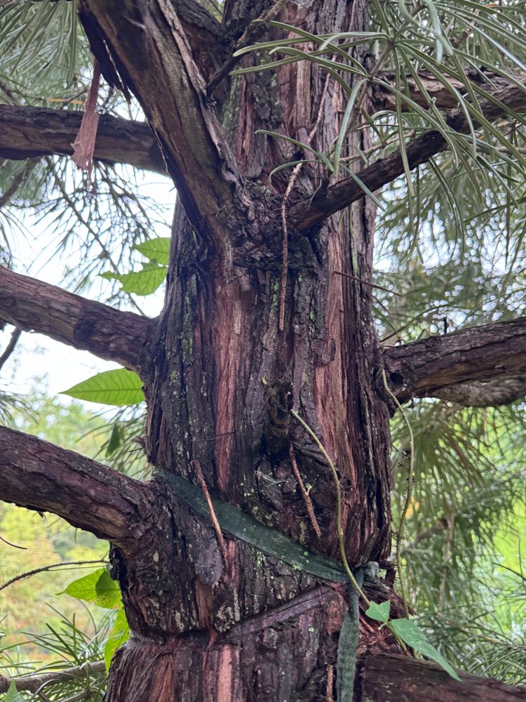 Close-up of an Umbrella Pine trunk showing its thick, reddish-brown, stringy exfoliating bark
