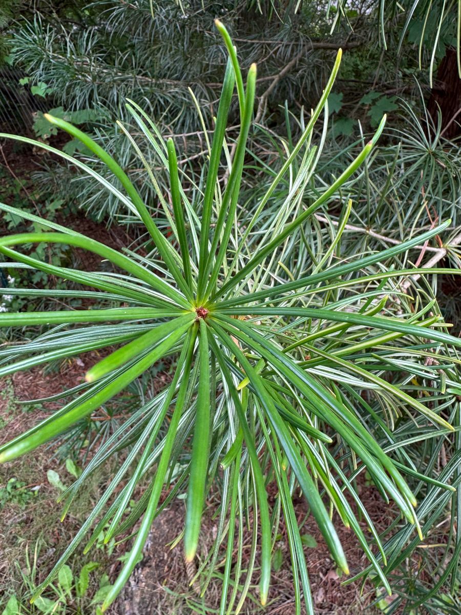 Top-down view of a whorl of Japanese Umbrella Pine needles radiating from a central point