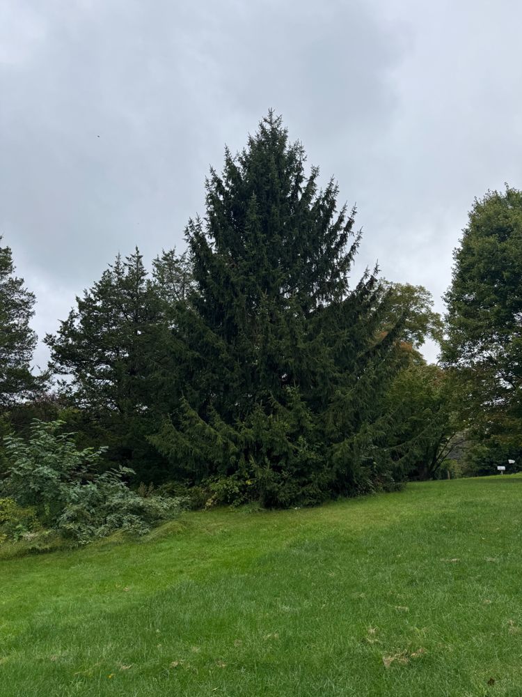 A tall, full Norway spruce nicknamed Rocky standing in an open lawn, flanked by other mature trees