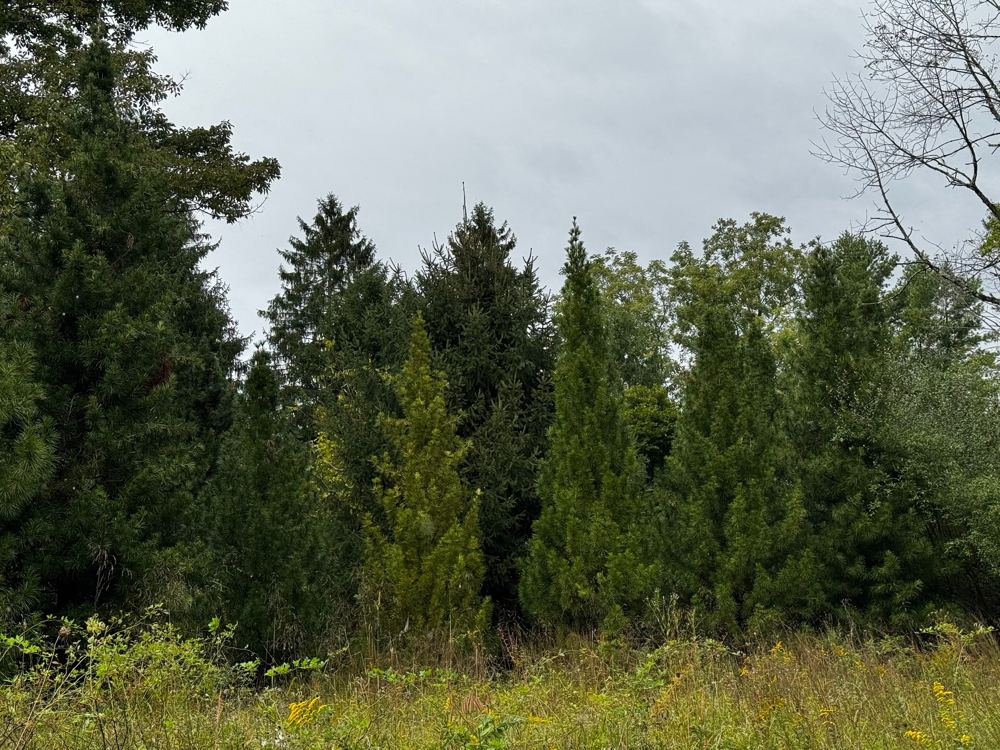 The southwest grove seen across a meadow, with tall conical Umbrella Pines and other evergreens rising against an overcast sky