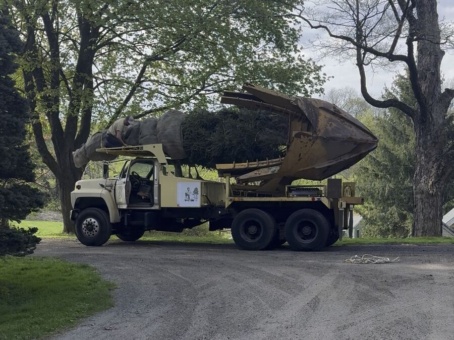A truck-mounted tree spade carrying a large specimen conifer with its root ball secured, parked on a gravel drive